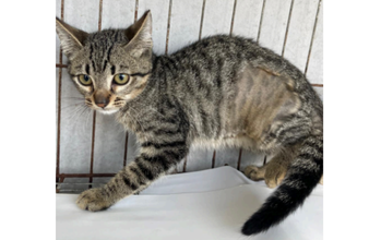 Advogato gatinho, filhote, pelagem tigrada, olhos verdes. Muito lindo.