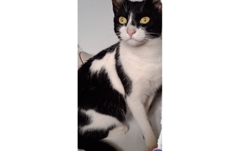 gatinha, pelagem preta e branca, olhos cor de mel e muito lindinha