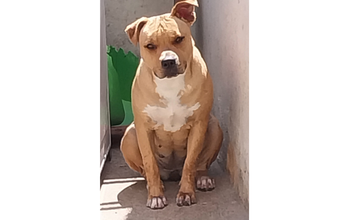 Pitbull caramelo com pescoço contendo uma mancha branca, de 1 ano de idade, muito linda e dócil