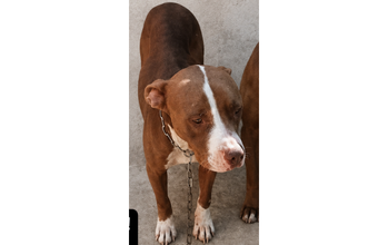 Akira cadela, adulta, raça pitbull, pelagem curta, cor marrom escuro com mancha branca no peitoral, patas, focinho e cara. Muito linda.
