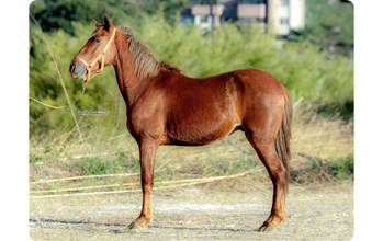 Cavalo de pelagem Alazã, 3 anos e meio de idade, inteiro, garanhão e adulto