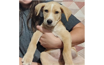 Cãozinho caramelo, macho, fofo, dócil, SRD e lindinho.