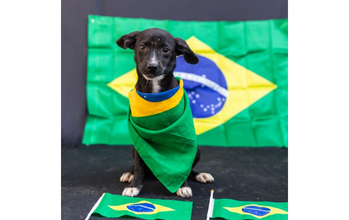 Amanda cachorrinha, 4 meses, pelagem curta, preta com manchas brancas nas patas. Muito fofinha