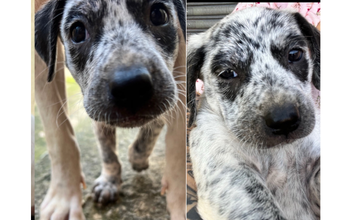 Amélia cachorrinha, 4 meses, porte médio, pelagem curta e toda manchada de preto e branco. Muito fofinha.