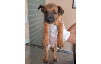 cachorrinha, 2 meses, pelagem curta e marrom escura, focinho preto e muito fofinha
