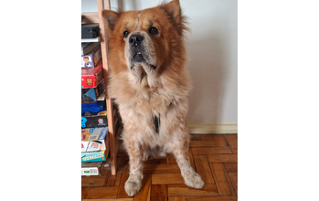 Amigão Cachorro Chow Chow, em torno de 7 anos de idade, caramelo, ele é bem tranquilo com humanos mas não gosta de gatos, pode ser socializado com outros cães com treinamento. Dorme bastante, passeia duas vezes ao dia pois não temos espaço e é lindissimo.