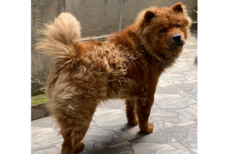 Amora Cachorrinha da raça Chow Chow, muito tranquila, pelagem longa e na cor caramelo, adulta e lindinha.
