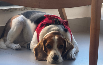 Amora cachorrinha, jovem, porte médio, raça Beagle, pelagem curta, cores preta, branca e marrom. Muito linda.