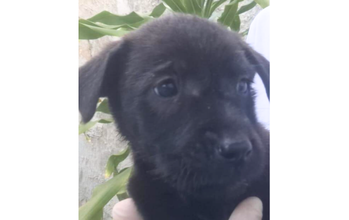 cachorrinha, pelagem curta, toda preta, olhos pretos. Muito lindinha.