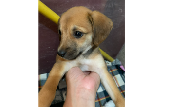 Amora Cachorrinha de 2 meses de idade, caramelo e pelo curto, dócil e gosta de brincar