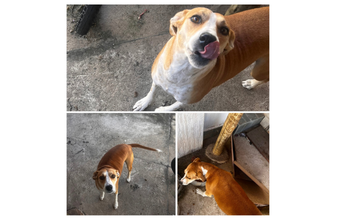 Amy Cachorrinha SRD, 5 anos de idade, caramelo com pescoço branco até o peito, muito lindinha e dócil