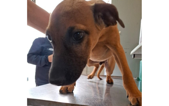 Antônio cachorrinho, 4 meses, pelagem curta e marrom, focinho preto. Muito lindinho
