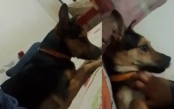 Apollo cachorro, jovem, porte médio, pelagem curta, preta com manchas marrons claras. Muito lindo.