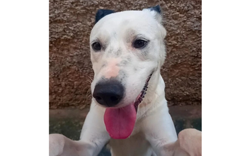 Apollo cachorro, pelagem curta, branca com manchas pretas nas orelhas, lindo e brincalhão