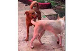 Cachorro de porte médio, Chow Chow, de 1 ano e meio de idade, caramelo e m uiito dócil