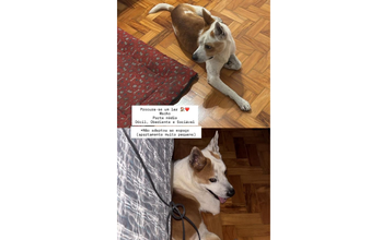 Cachorro SRD, 3 anos de idade, porte médio, branco com manchas em caramelo, pelo curto, dócil, obediente e sociável