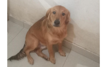 cachorro, 9 meses, grande porte, pelos longos, cor caramelo, muito lindo
