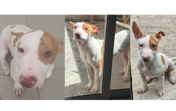 Ares cachorro, filhote, raça Pitbull, pelagem curta, branca com manchas marrons claro no olho esquerdo, na orelha direita e na lateral esquerda do corpo. Muito lindo.