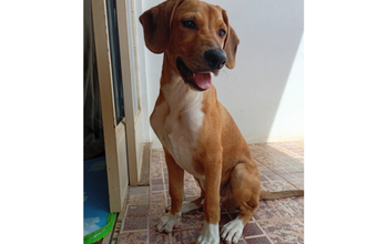 Cachorrinho SRD, caramelo, 6 meses de idade, ativo, inteligente, alerta e muito treinável