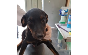 cachorrinho, 4 meses, pelagem curta preta com marrom e muito lindinho