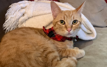 gatinho amarelo, 7 aninhos, pelagem amarela, olhinhos verdes e muito fofinho