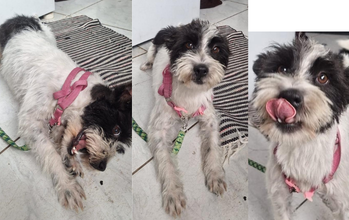 Atla cachorrinha, 2 anos, porte pequeno, pelagem tipo estopinha, branca com manchas pretas no flanco e nas duas orelhas e olhos. Muito lindinha.