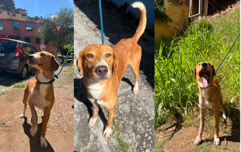 Atlas O Atlas é um cachorro muito alegre, animado e gentil. Ele é de porte médio, parece muito com Beagle, caramelo e de 1 ano de idade.