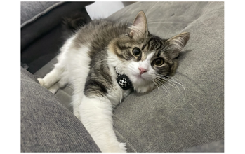 Augusto Gatinho SRD, de 1ano e 3 meses de idade, branco com manchas em cinza escuro, muito lindo e dócil. Gosta de brincar, mas dorme bastante.