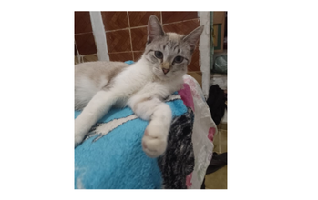 Aurora Gatinha sem raça definida, pelagem em tons de creme e marron acinzentado e muito lindinha
