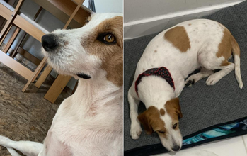 Aurora cachorrinha, pelagem branca com manchinhas marrons por todo corpo e muito fofinha