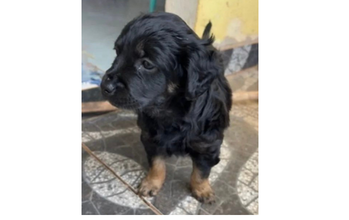 Avelã Cachorrinho SRD, 1 mês de idade, pretinho peludinho e com patas em caramelo, parecido com Golden Retriever, dócil e muito lindo