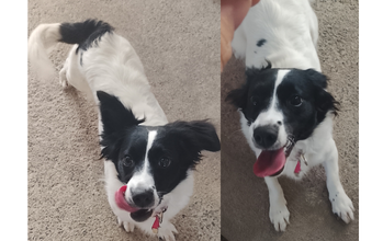 Ayra cachorrinha, Border Collie com Shih Tzu, porte pequeno, 1 ano, pelagem média, branca com manchas pretas na cauda e no rosto. Muito linda.