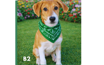 B2 Cachorrinho SRD, 4 meses de idade, branco com manchas em caramelo, dócil e lindinho