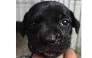 Baguera Cachorrinho SRD, com aproximadamente 50 dias de vida, pretinho e muito lindinho