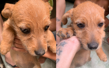 Baixinha Cachorrinha SRD, 3 meses de idade, caramelo, fiapo de manga, tranquila, e muito lindinha