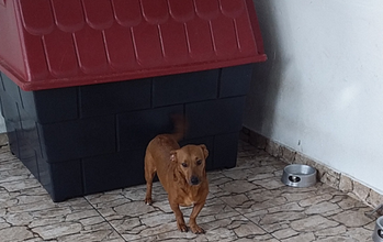Barney Cachorrinho SRD, tipo Basset, porte pequeno, caramelo, 4 anos de idade e muito dócil