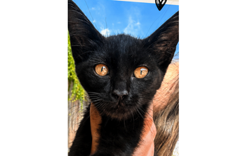 Batman gatinho preto, filhote, lindo, olhos cor de mel e muito lindo