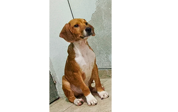 Beethoven Cachorrinho de 3 a 4 meses de idade, caramelo e muito dócil