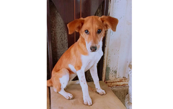 Cachorrinha SRD, caramela com mancha branca do pescoço até a virilha, 9 meses de idade, muito mansa, brincalhona e linda