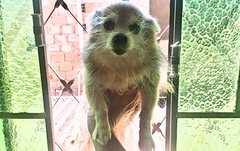 Cachorrinha SRD, 10 anos de idade, dócil, porte pequeno, peludinha, bege clarinho e muito lindinha