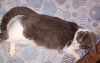 Gatinha SRD, 6 anos de idade, branca com cinza, tranquila e muito lindinha