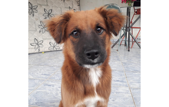 Belinha cachorrinha, 4 meses, pelagem média de cor marrom claro com o focinho preto e mancha branca no peitoral. Muito fofinha