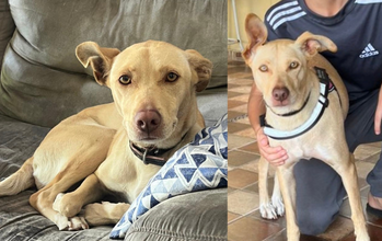 Bella cachorra, adulta, pelagem curta, toda amarela, olhos cor de mel e focinho marrom. Muito linda.