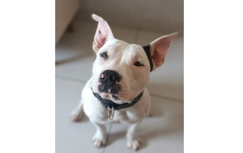 Bento Cachorro da raça American Bully, de 2 anos de idade, Branco com manchinha preta na orelha esquerda, muito lindo e não sociável com outros animais.