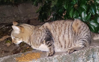 Bento gatinho, jovem, pelagem toda tigrada. Muito lindo.