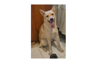 Betânia Cadelinha sem raça definida, de pelagem média, em tons de creme, muito linda, agitada, de porte médio e com 1 ano de idade