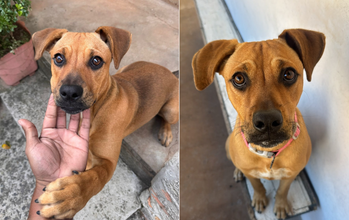 Beterraba cachorrinha, porte médio, pelagem curta, caramelo com traços pretos. Focinho preto. Muito lindinha.