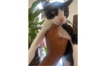 Betina Gatinha sem raça definida, de 3 meses de idade, preta com manchas brancas, tipo frajola,muito tranquila, ama carinho e dormir.