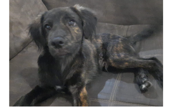 Bidu Cachorrinho sem raça definida, de pelagem preta mesclado com caramelo e curta, de 2 anos de idade, muito espertinho e cheio de amor para dar.