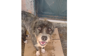 Cachorrinho SRD, peludinho cinza escuro, muito lindo, de porte médio, adora brincar,adora buscar objetos e pegar no ar, responde bem a comandos, ama um carinho e passear. Adora crianças e outros cachorros. Nunca conviveu com gatos então não sei. 